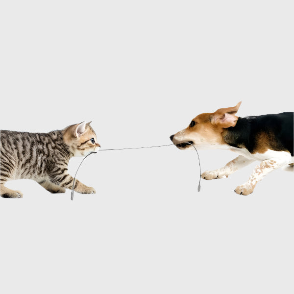 Pet Friendly Metal Tangle Free Braided Lightning to Type-C Cable - 2 Meter